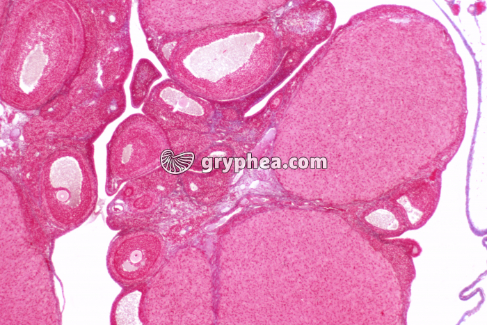 Ovaire de Souris x10 - gryphea.com